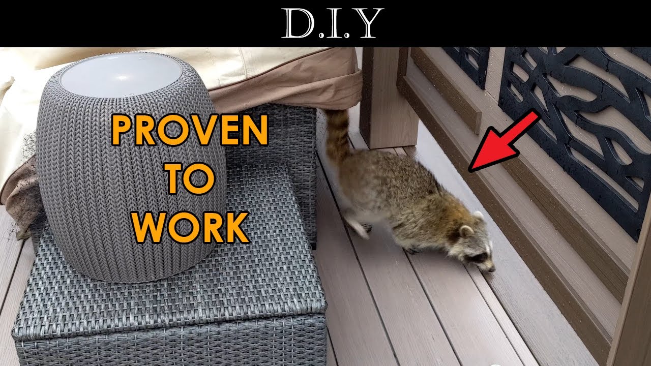 ways to prevent raccoons from defecating on my deck