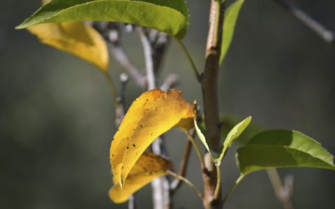 black spot on pear tree leaves：dark marks on pear foliage