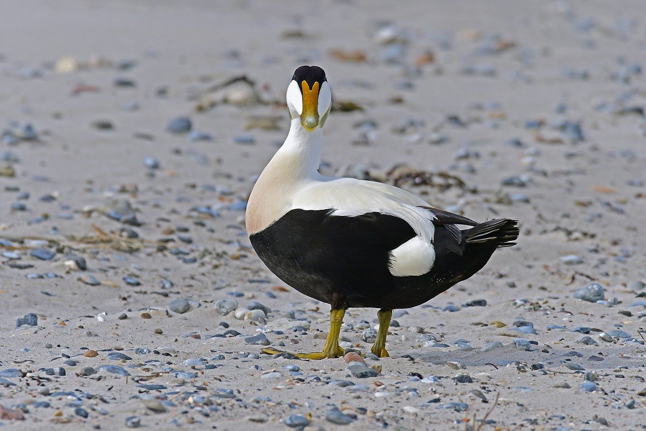 duck prized for its down:duck valued for its feathers