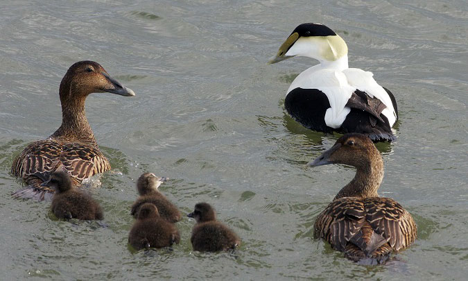 duck prized for its down:duck valued for its feathers