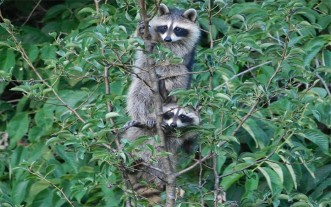 ways to prevent raccoons from defecating in my yard