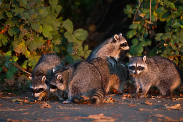 ways to prevent raccoons from using my deck as their bathroom