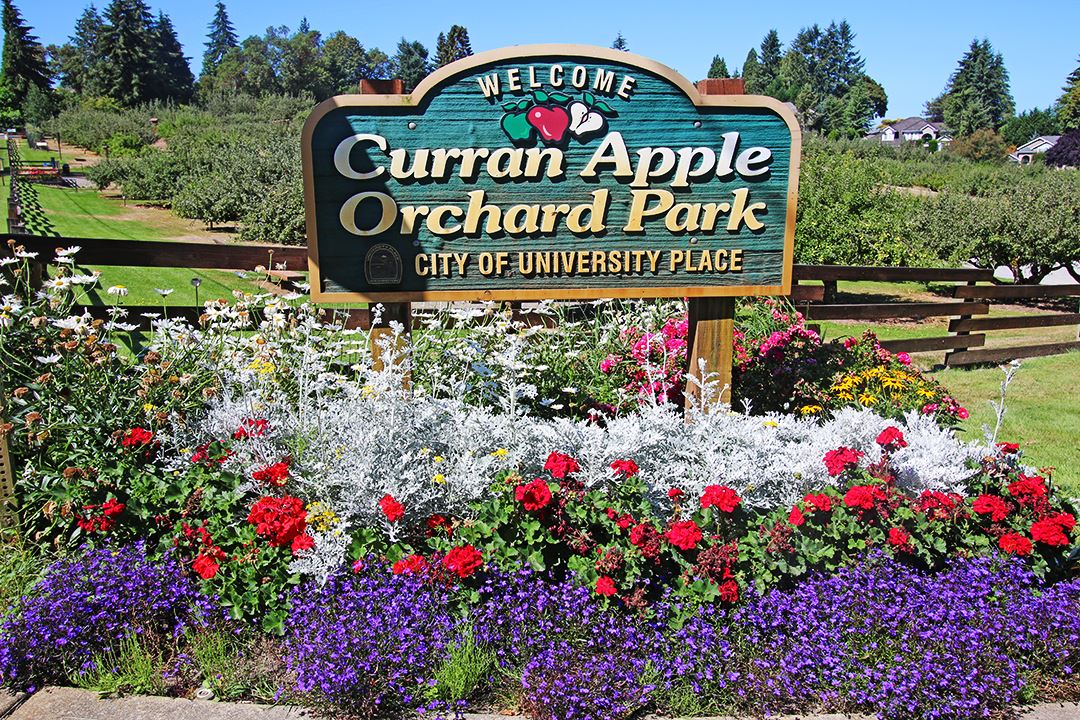 university place apple orchard：scenic orchard at university place