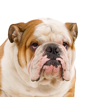 english bulldogs available for purchase in san antonio, texas