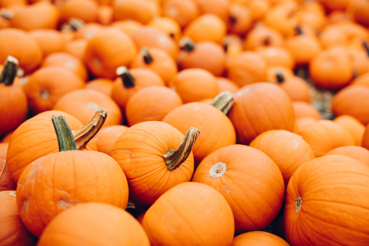 pumpkin donation near me：find a pumpkin drive near you to give away pumpkins