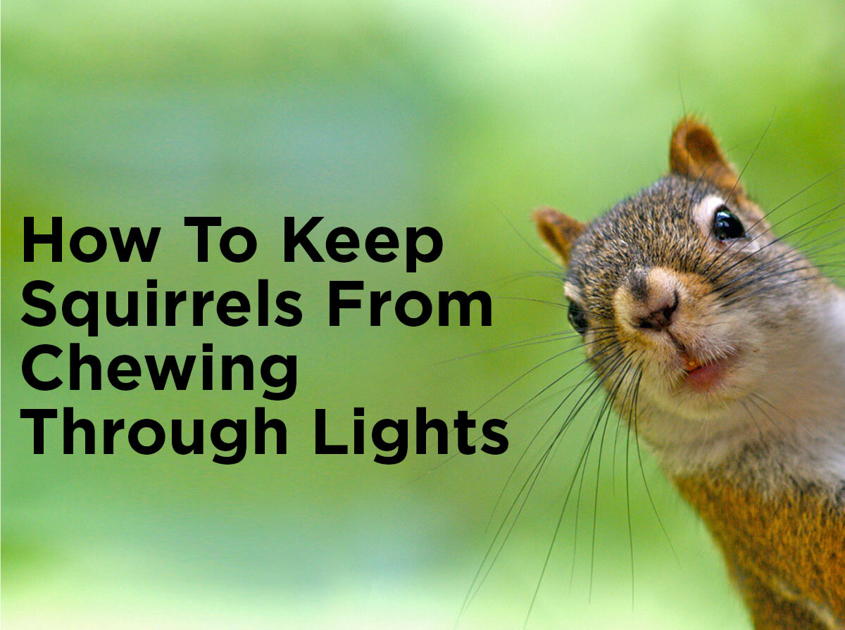 ways to prevent squirrels from damaging string lights