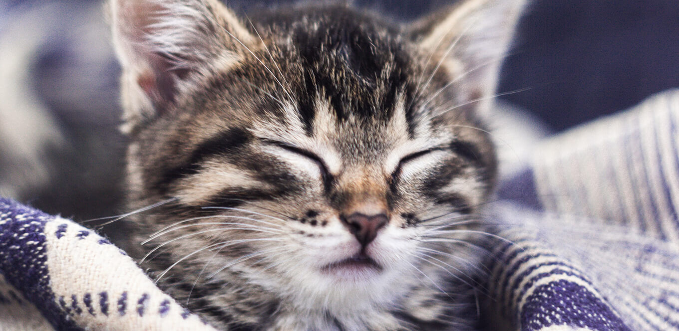 what age do cats get hairballs:at what age do cats start to develop hairballs
