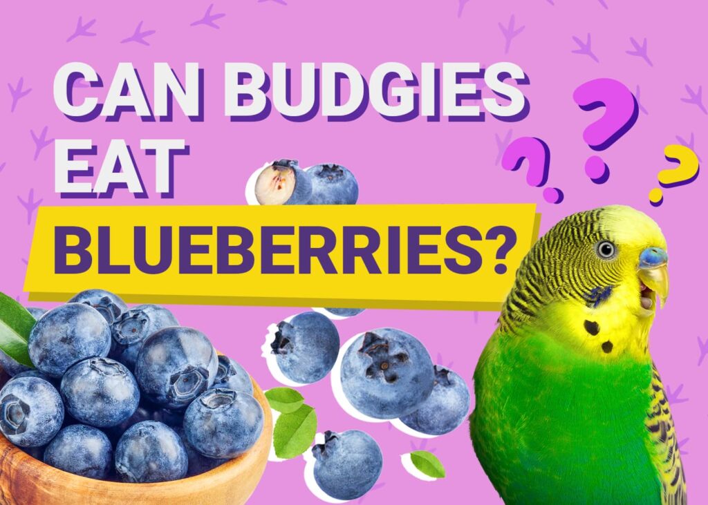 are blueberries good for birds：can birds benefit from eating blueberries？