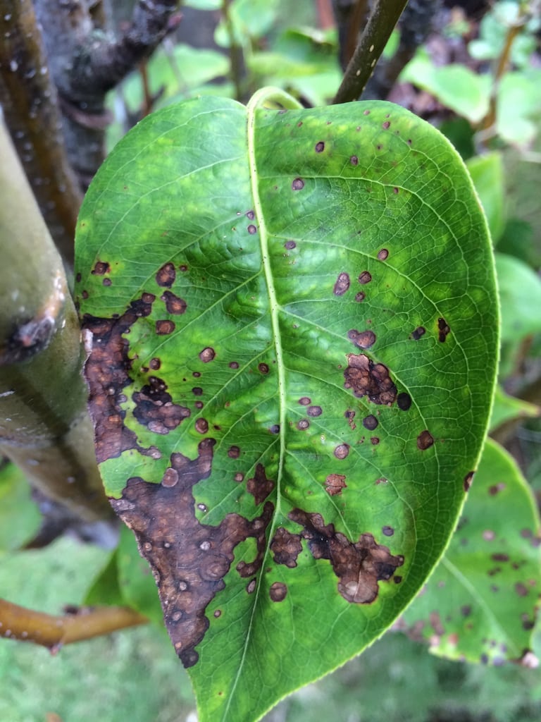black spot on pear tree leaves：dark marks on pear foliage