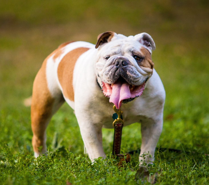 english bulldogs available for purchase in san antonio, texas