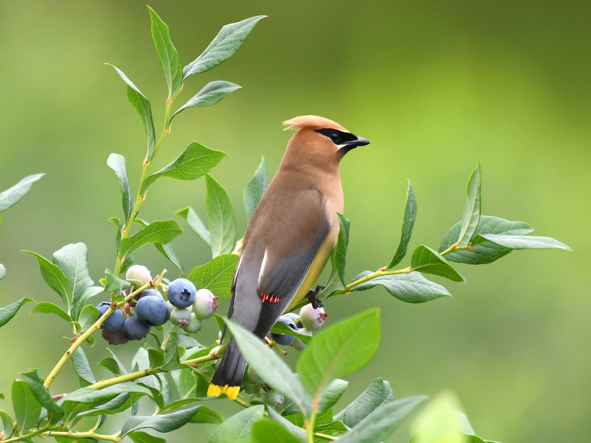 are blueberries good for birds：can birds benefit from eating blueberries？