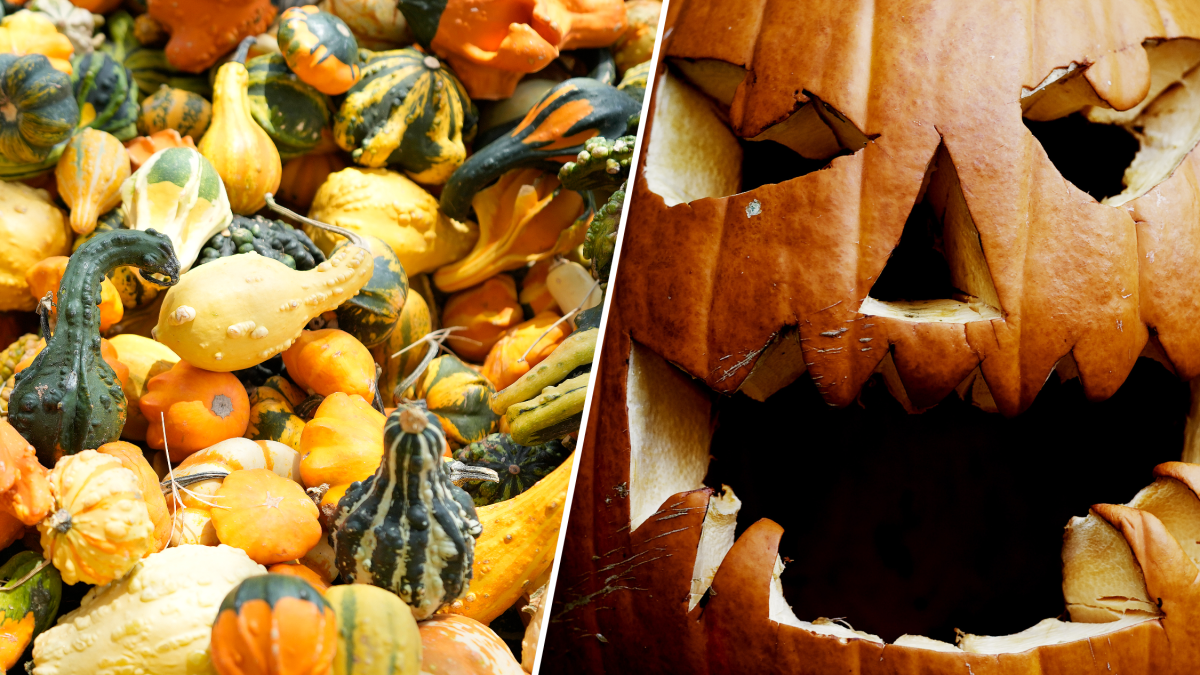 pumpkin donation near me：find a pumpkin drive near you to give away pumpkins