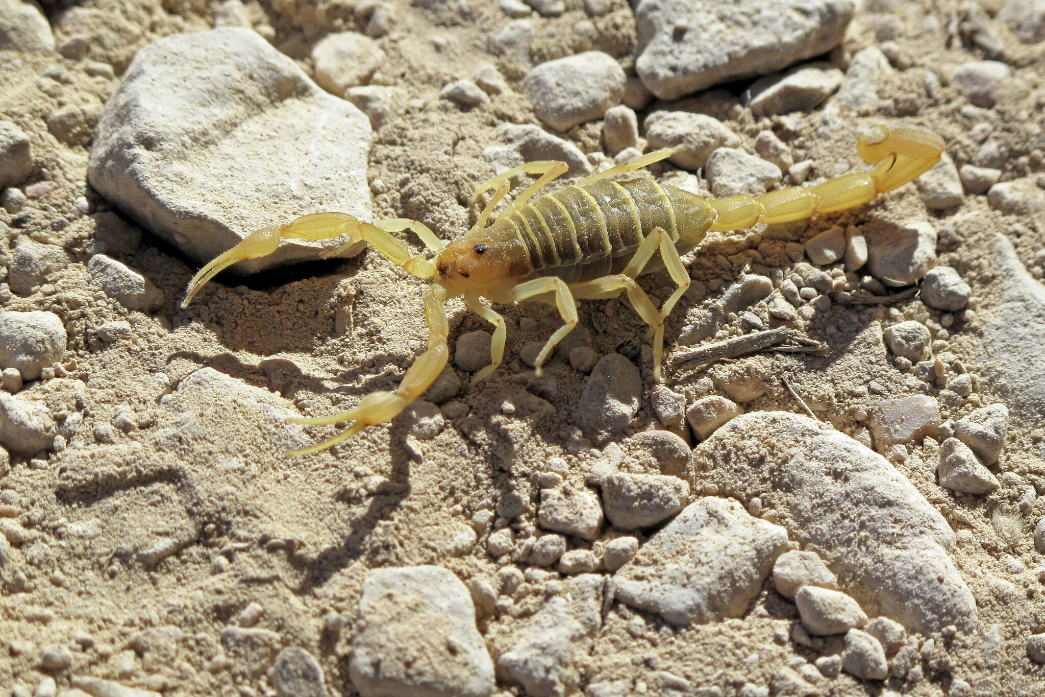 small scorpions in texas:scorpions of diminutive size in the state of texas