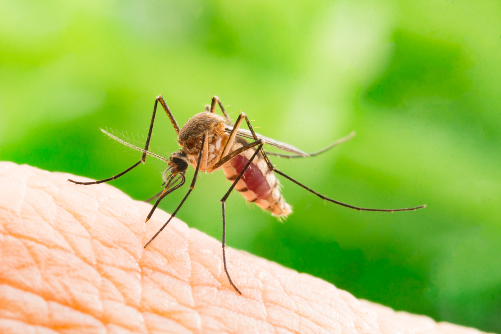 can bugs get concussions:can insects experience concussions?