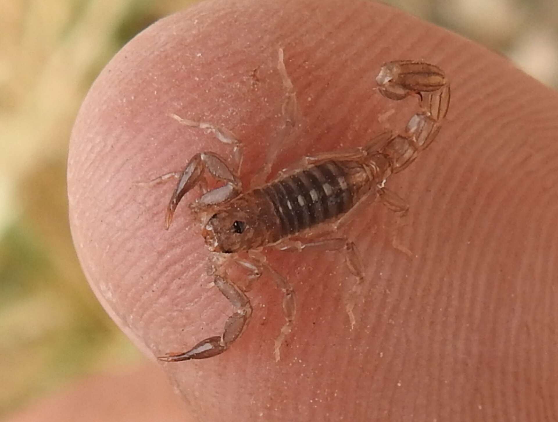 small scorpions in texas:scorpions of diminutive size in the state of texas