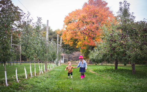 university place apple orchard：scenic orchard at university place