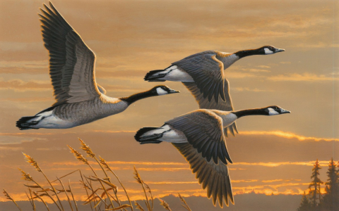 duck prized for its down：duck valued for its feathers