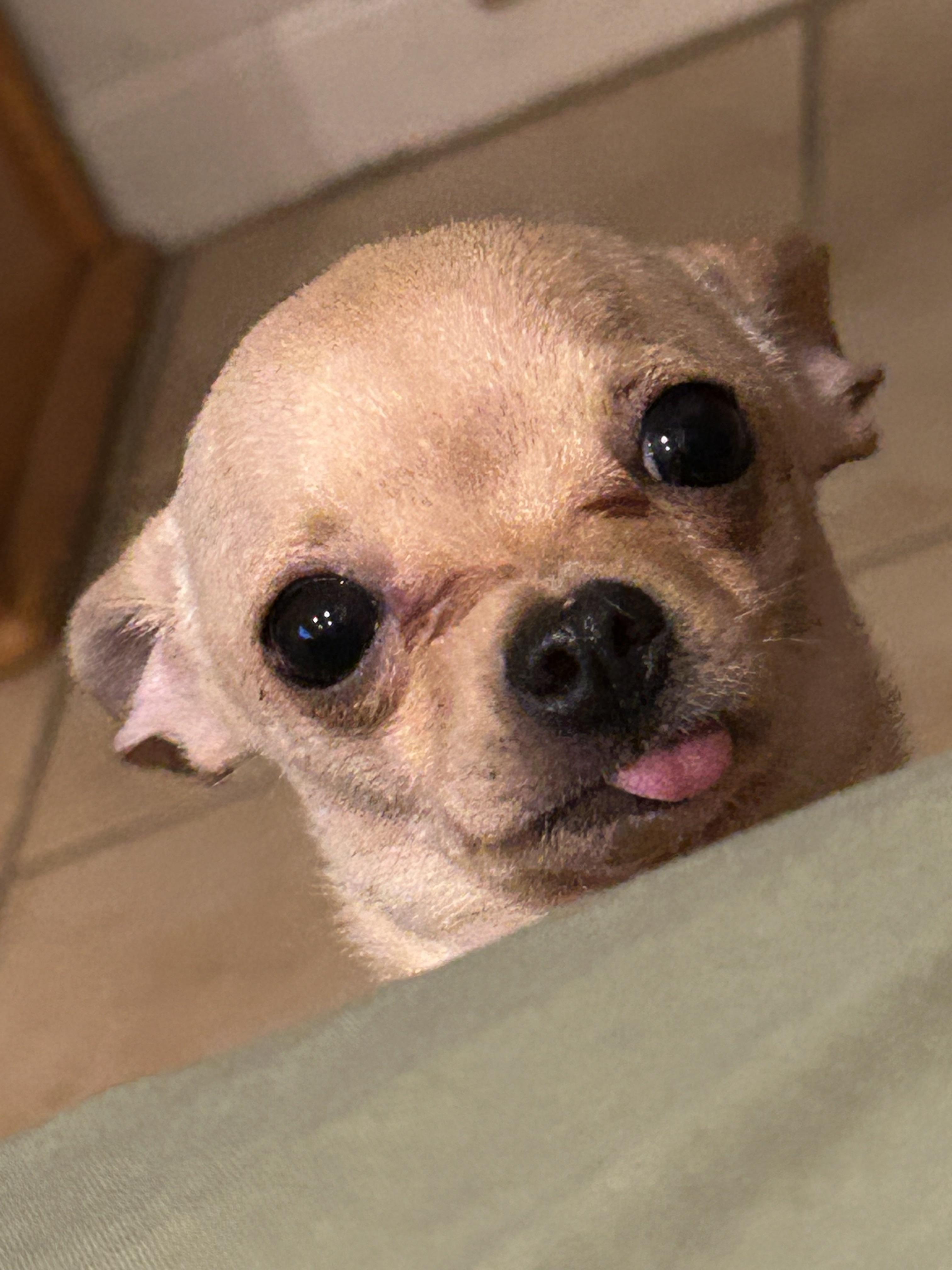 old chihuahua with tongue out：elderly chihuahua sticking out its tongue