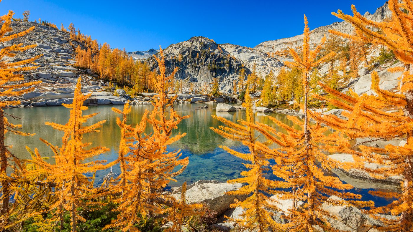 larches washington：washington larches