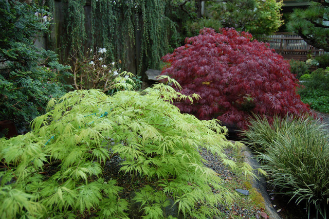 shade tolerant japanese maples:japanese maples that thrive in low light conditions