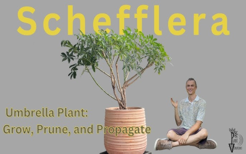 hardy schefflera delayvii care：care tips for hardy schefflera delayvii