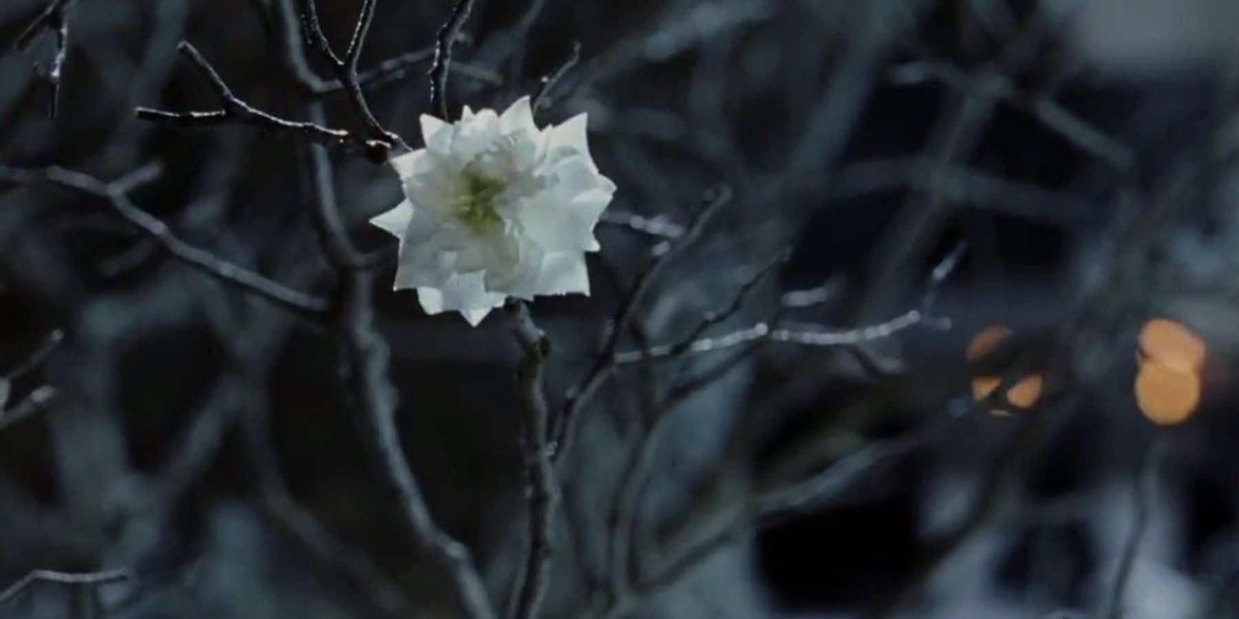 blossom lord of the rings：flowering the lord of the rings