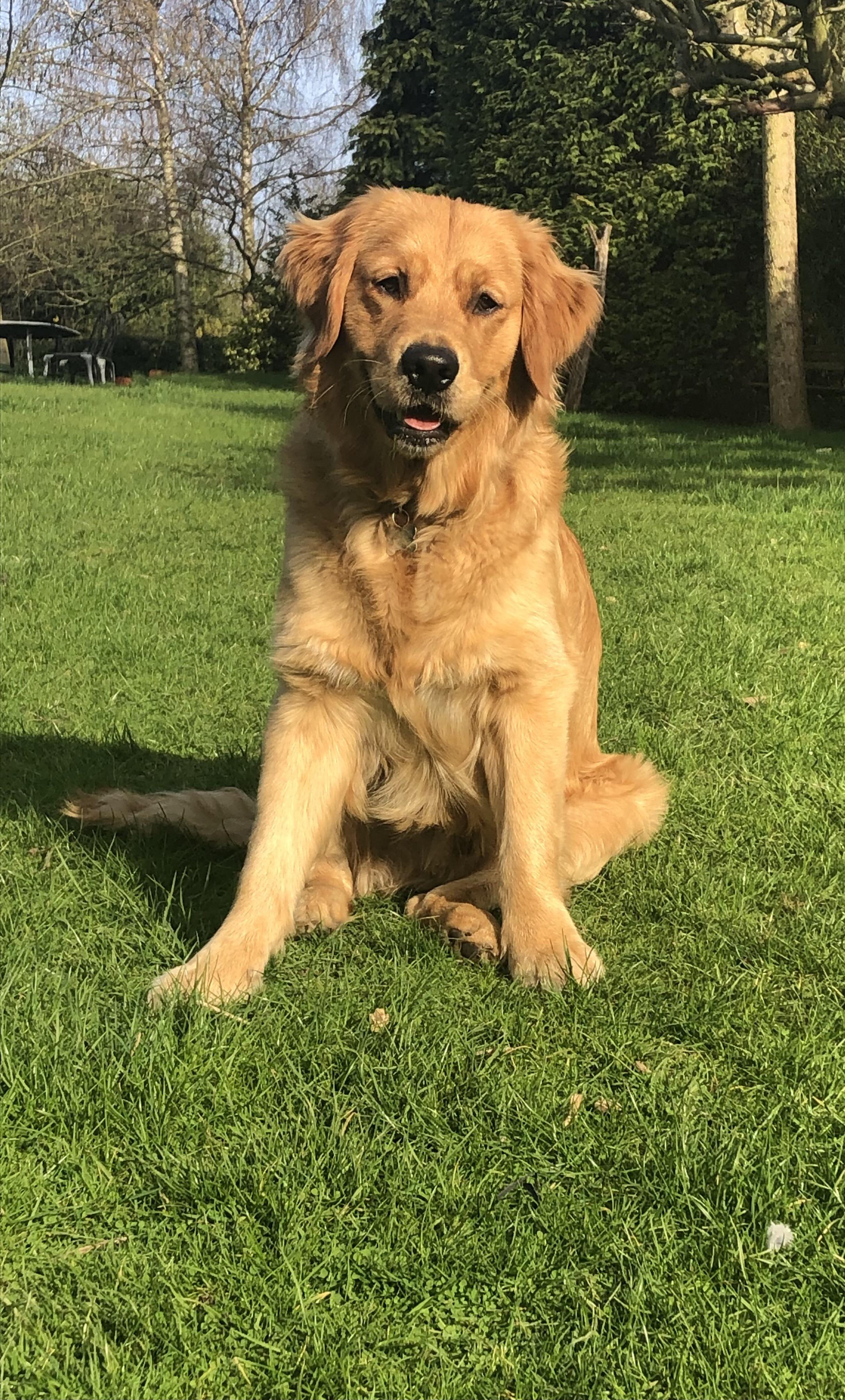 1 year old golden retriever:1-year-old golden retriever