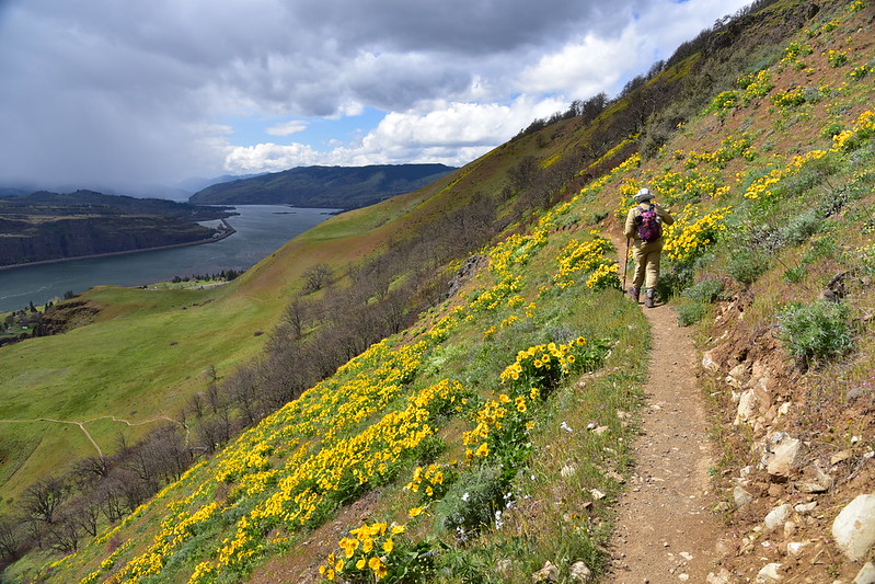 lyle cherry orchard trail:lyle cherry orchard path