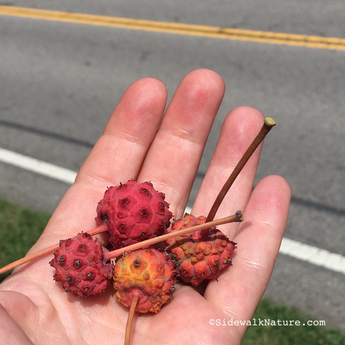 is kousa dogwood fruit edible：is the fruit of kousa dogwood safe to eat