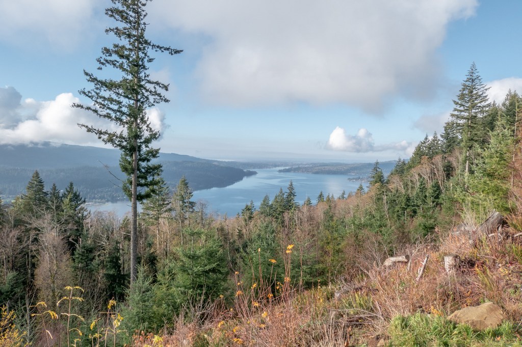 chanterelle trail:chanterelle path