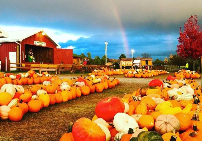 pumpkin patches in pa：pumpkin farms in pennsylvania