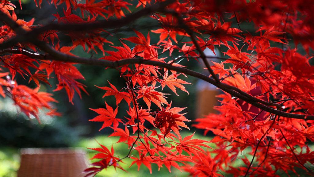 shade tolerant japanese maples：japanese maples that thrive in low light conditions