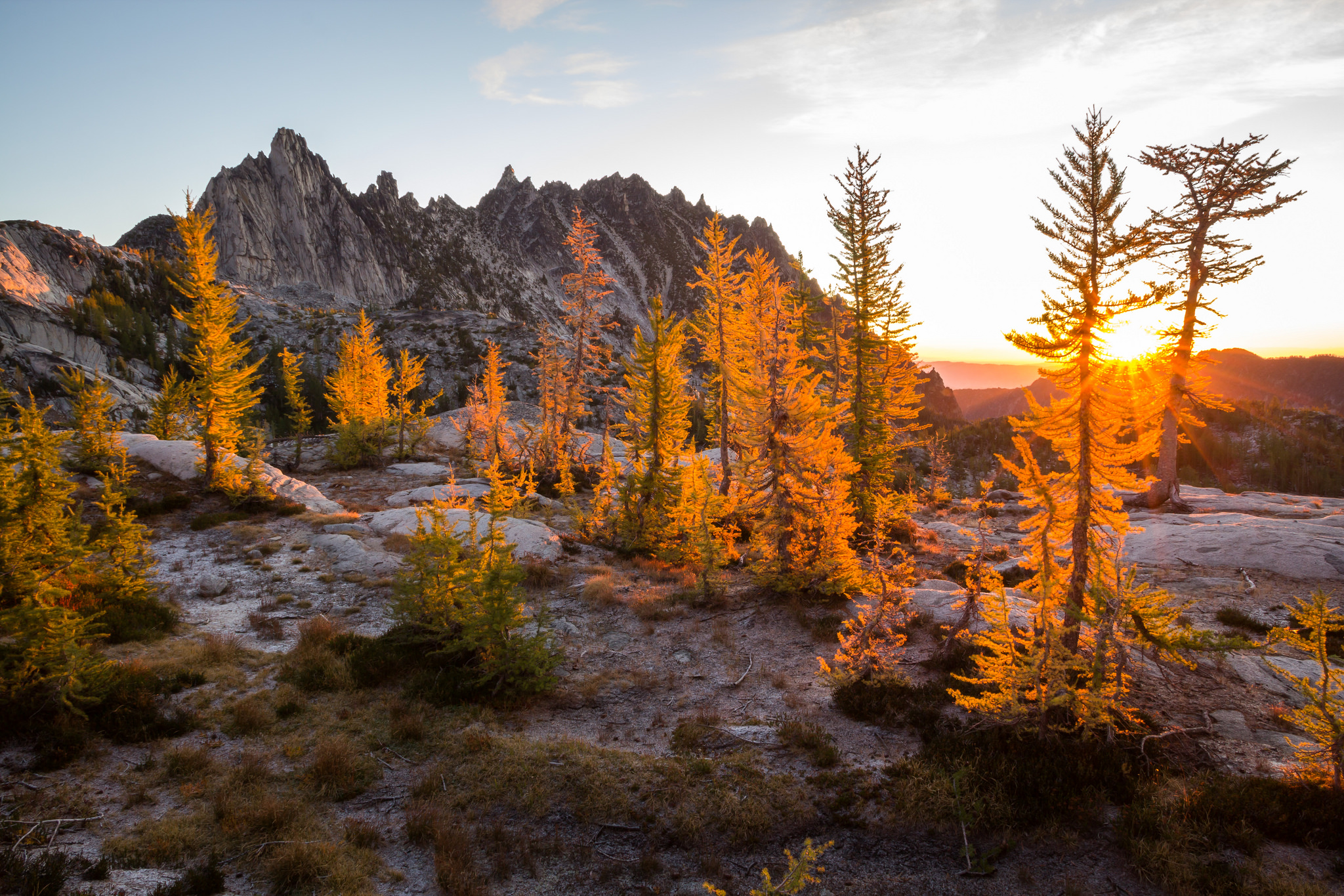 larches washington：washington larches