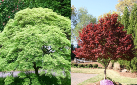 shade tolerant japanese maples：japanese maples that thrive in low light conditions
