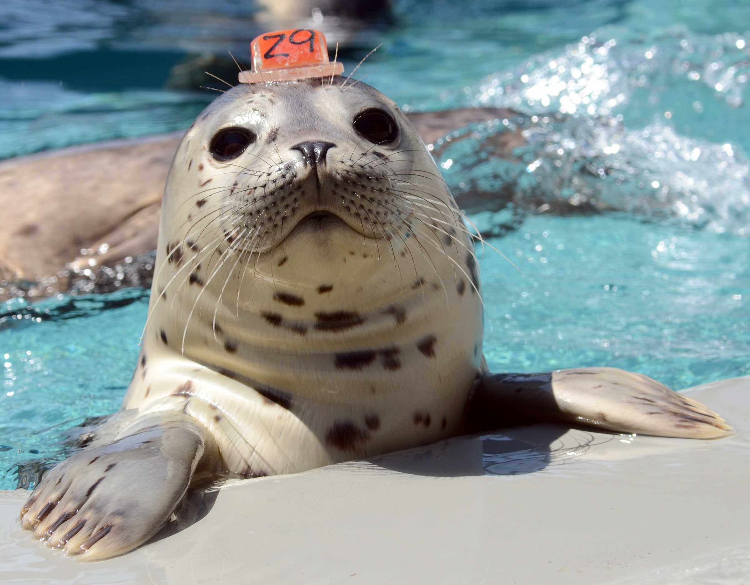 whats a pet seal charge:what is the cost of owning a pet seal
