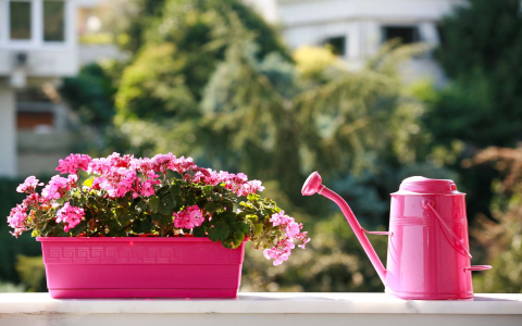 transplanting rhododendrons：transplanting azaleas