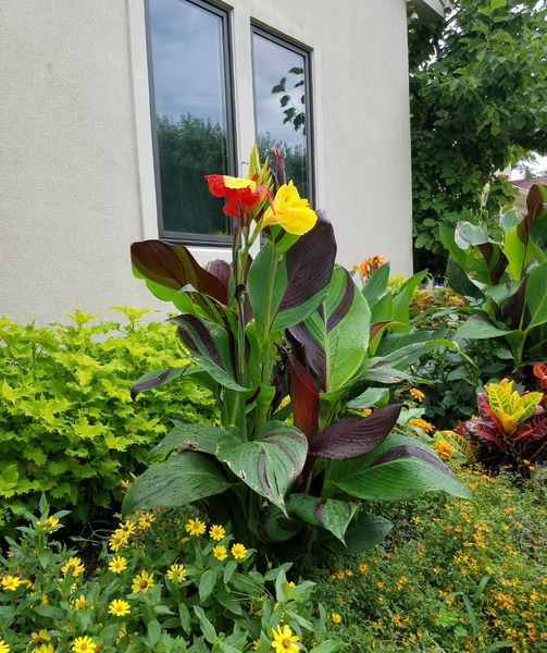 canna cleopatra：canna queen cleopatra
