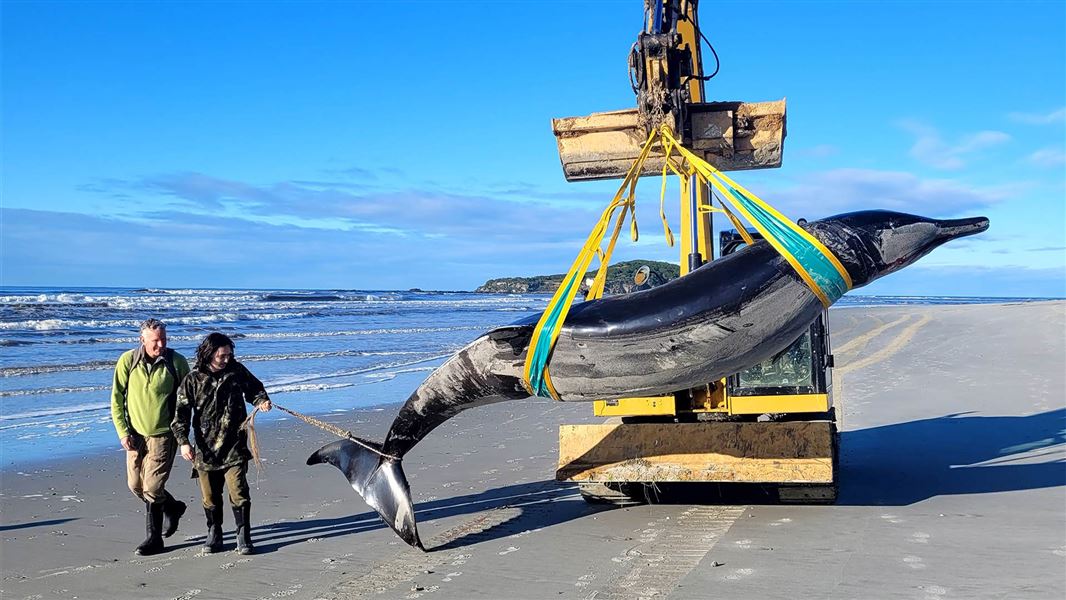 spade-toothed whale predators：predators of the spade-toothed whale