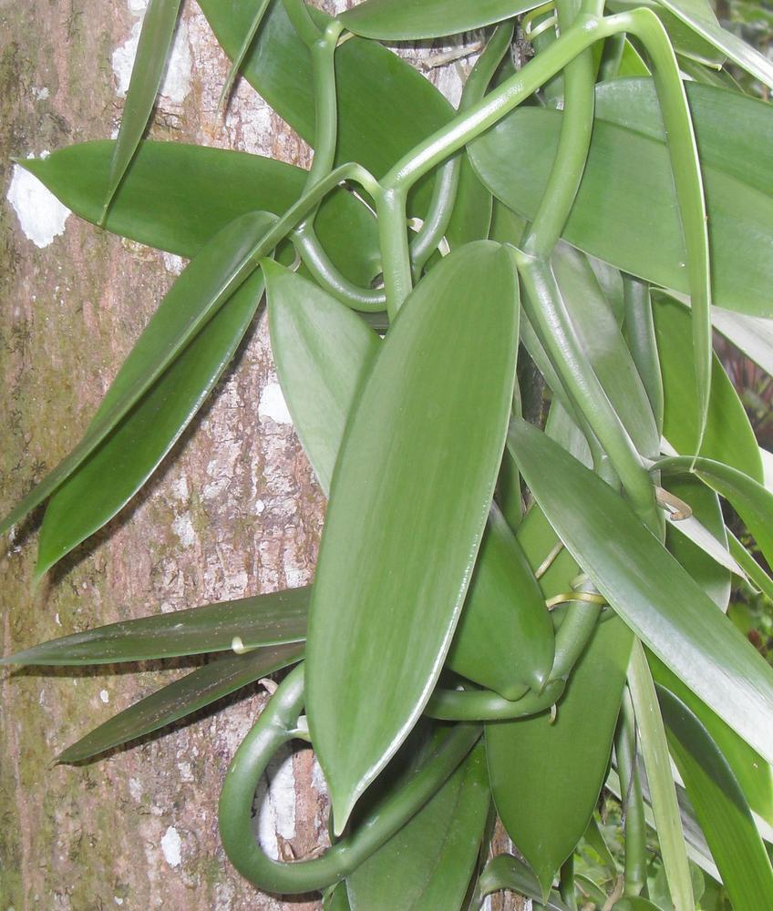 vanilla leaf:vanilla foliage