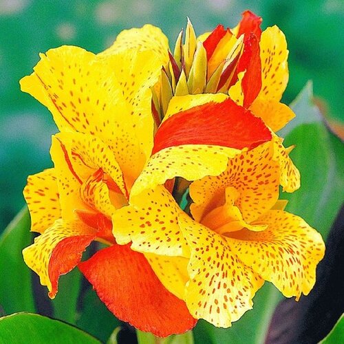 canna cleopatra plant：canna cleopatra flower