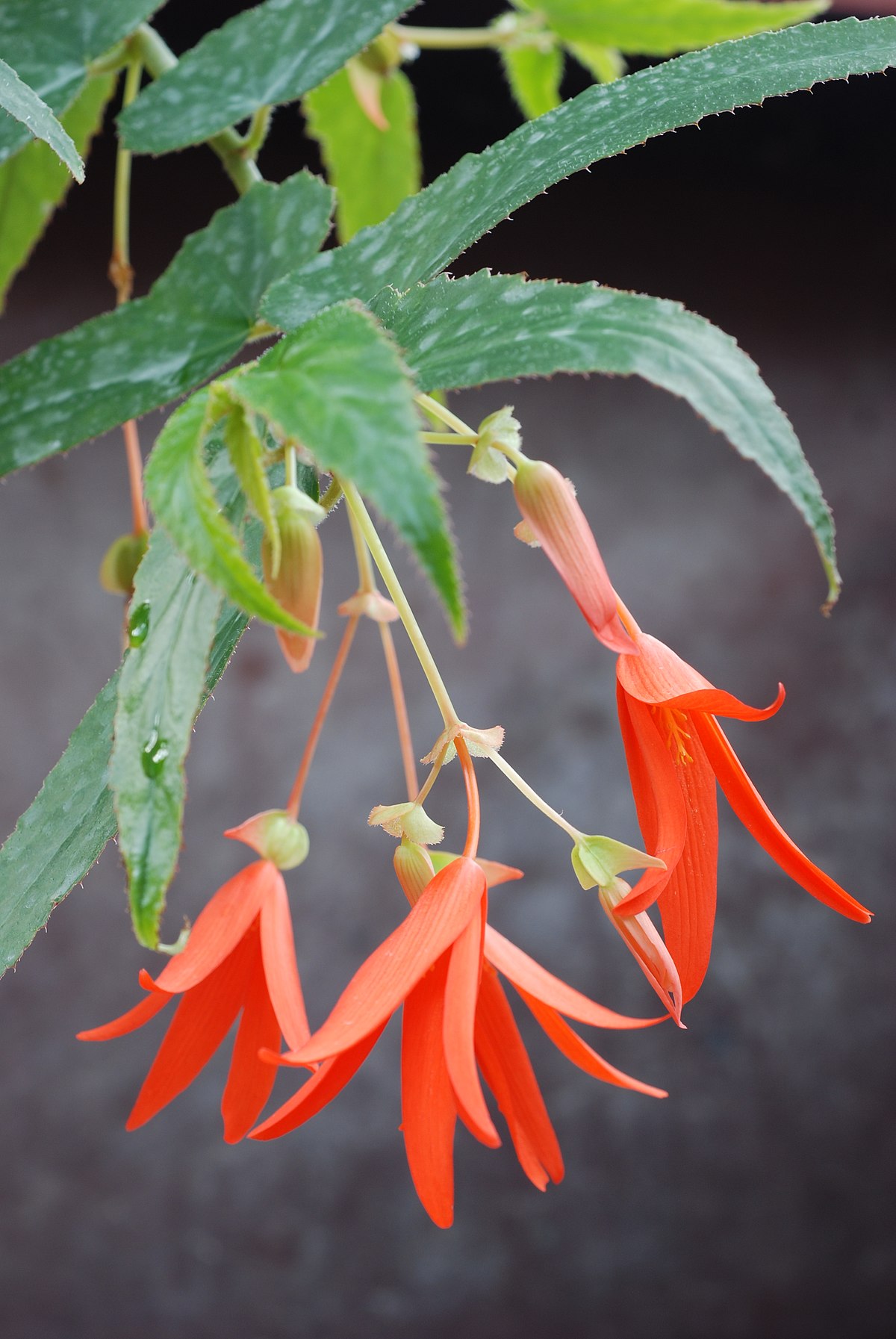 begonia boliviensis：bolivian begonia