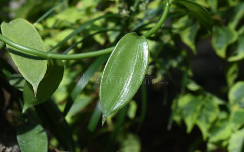 vanilla leaf：vanilla foliage