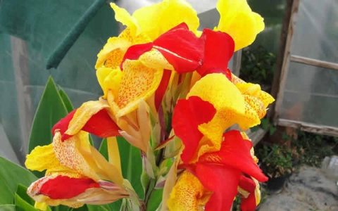 canna cleopatra plant：canna cleopatra flower