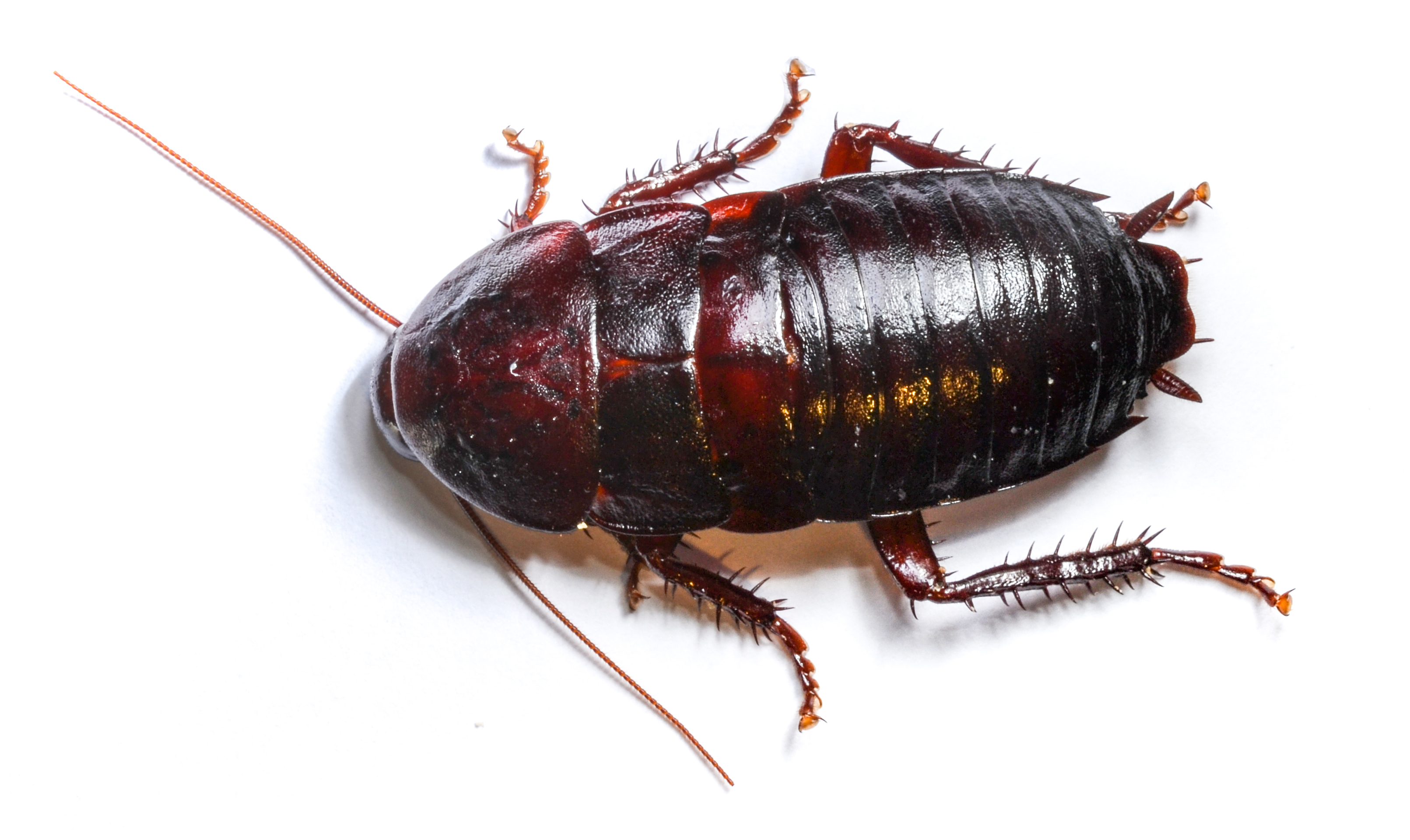 texas cockroaches:texas roaches