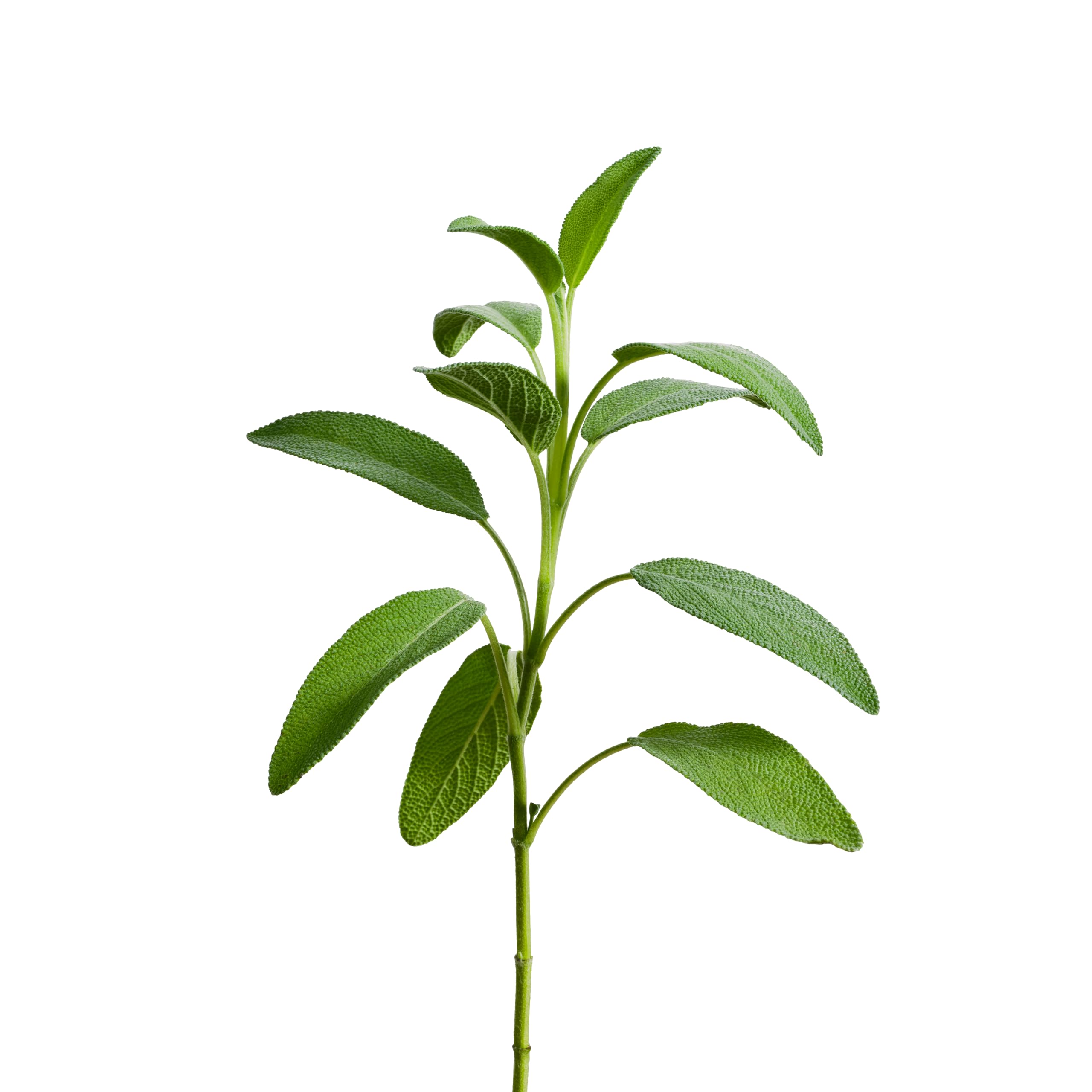 edn sage seed pods：edn sage seed capsules