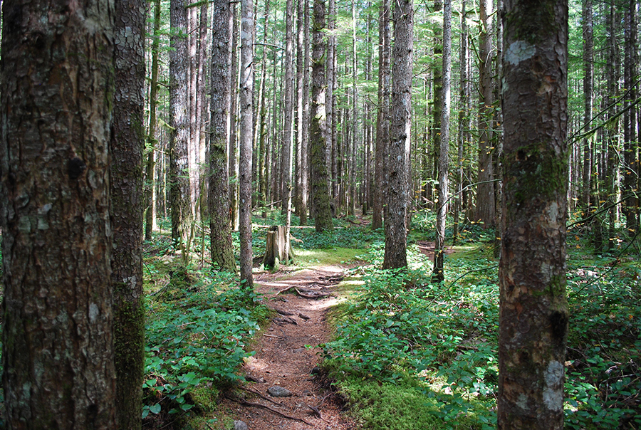 cedar butte trail：cedar butte pathway