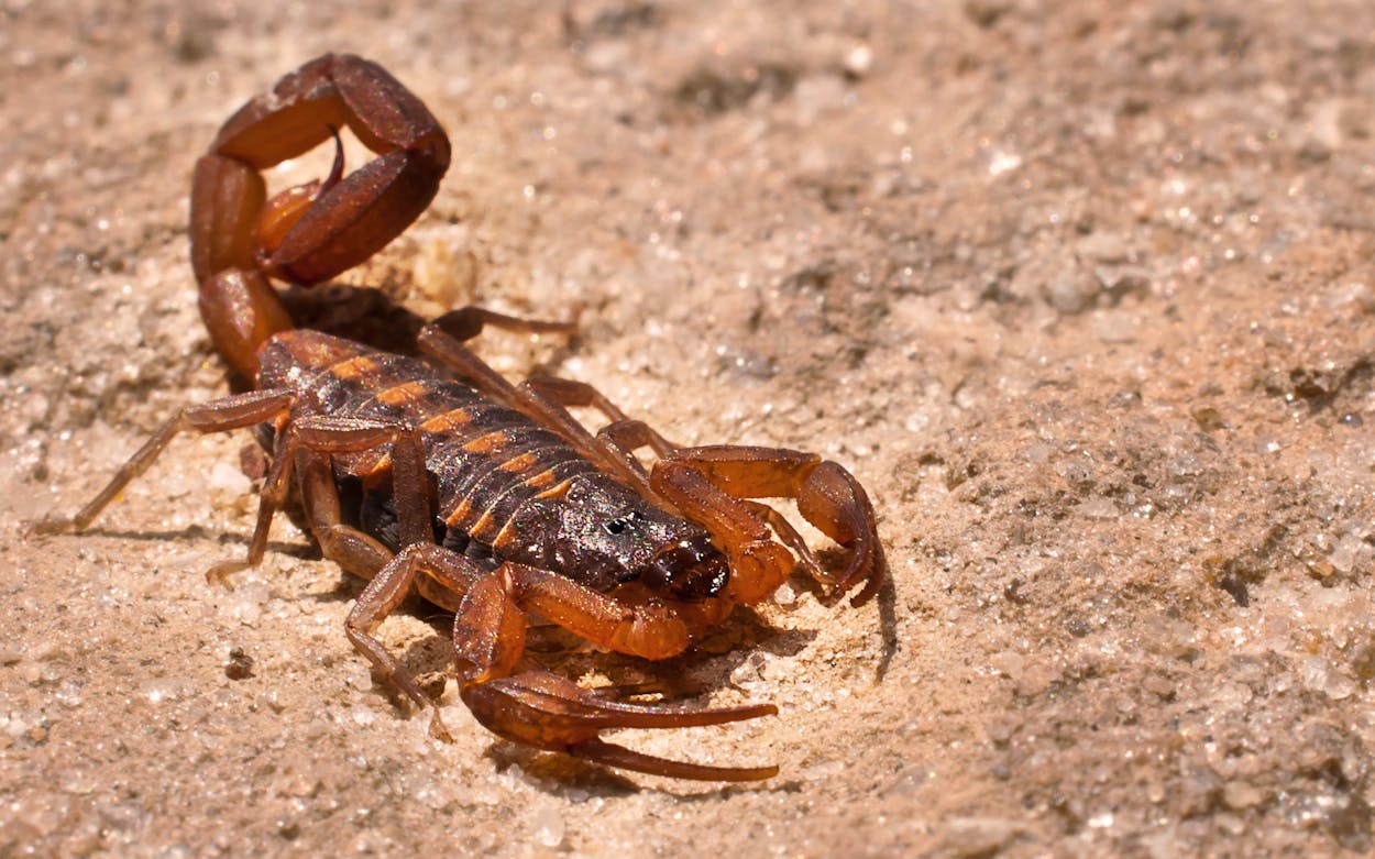 bark scorpions in texas:texas bark scorpions