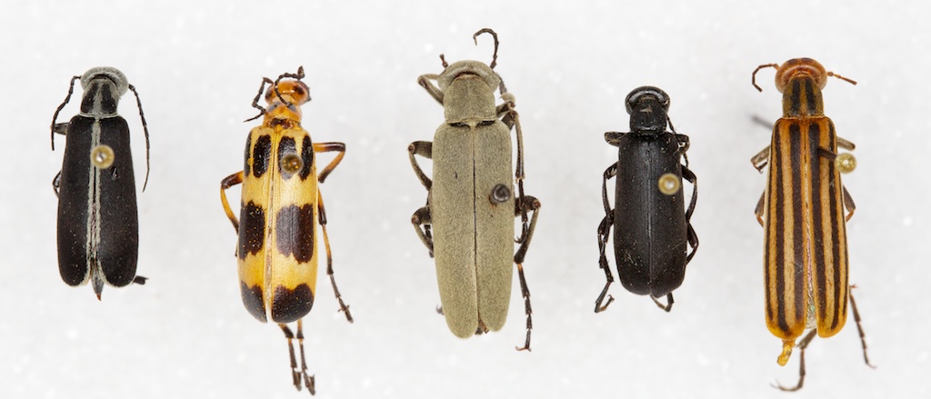 Common Beetles in Texas and How to Spot Them.
