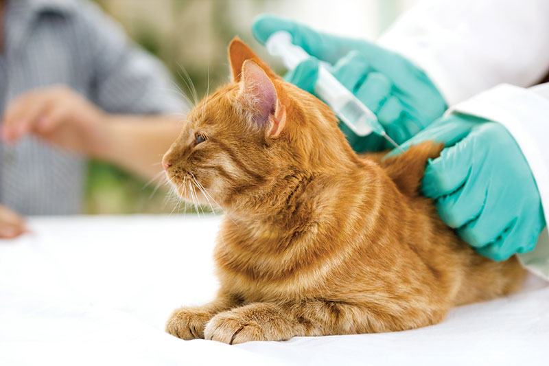 randall road vet crystal lake:crystal lake veterinary clinic on randall road