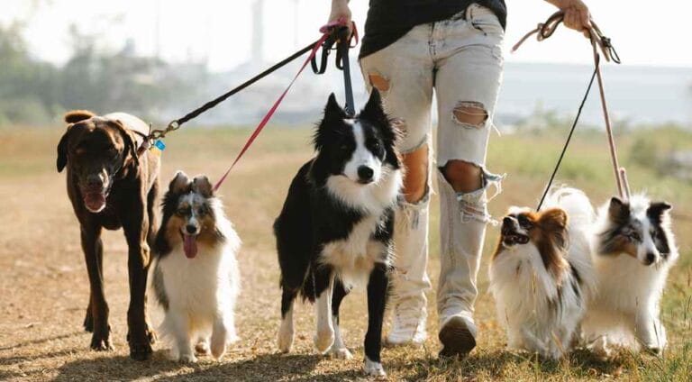 georgetown texas law leash dog:georgetown texas dog leash regulations